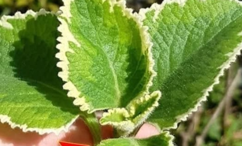 Just One Leaf a Day Can Solve 25 Health Problems