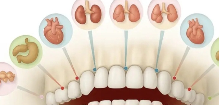 Each tooth is connected to an organ in the body: pain in any of them can predict future problems