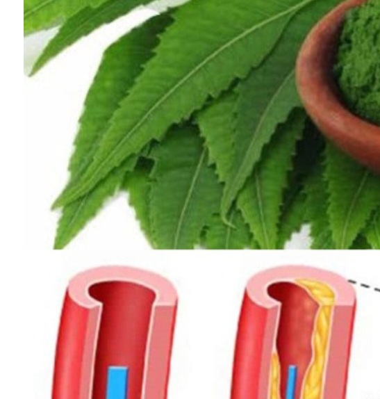 Discover the Leaf That Can Transform Your Health Naturally